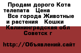  Продам дорого Кота-телепата › Цена ­ 4 500 000 - Все города Животные и растения » Кошки   . Калининградская обл.,Советск г.